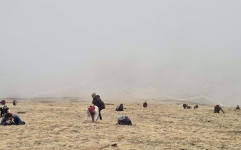 यार्सागुम्बा सङ्कलन गरिँदै