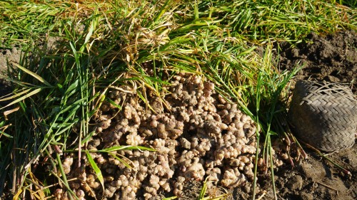 त्रिवेणी गाउँपालिकाले बेच्यो साढे पाँच करोडको अदुवा