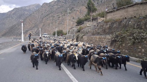हिउँ छिचोल्दै एक हजार भेडाच्यांग्रा मुस्ताङ आइपुगे