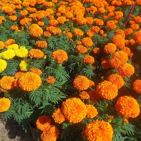 तिहारमा करिब ५२ लाख माला खपत हुने अनुमान