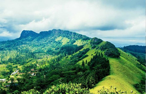 आज वनस्पति दिवसः हरित अर्थतन्त्रको विकासमा जोड