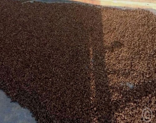 आठ अर्ब ६१ करोड बढीको अलैँची निर्यात