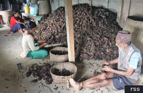 ताप्लेजुङमा अलैँचीको मूल्य प्रतिमन ८४ हजार