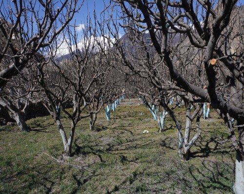 शिखर इन्स्योरेन्सका कारण स्याउ किसान प्रभावित