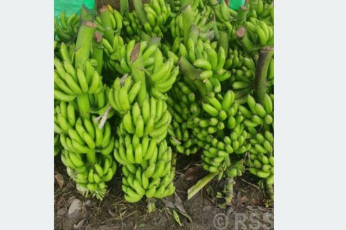 बजार पुर्‍याउन नपाउँदा बगानमै केरा नष्ट