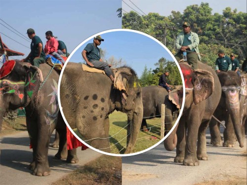 हात्ती महोत्सवः हात्ती पूजा गरी वनभोज खुवाइयो