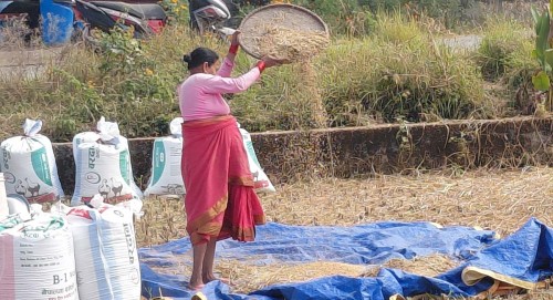 पानी पर्ने डरले किसानलाई धान भित्र्याउन भ्याइनभ्याई