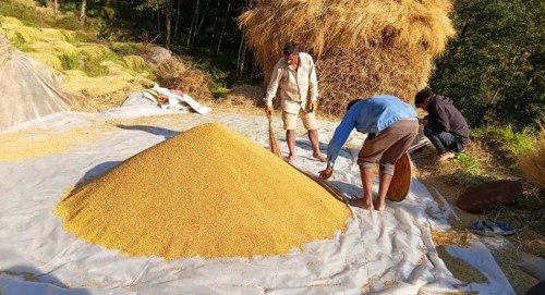 युवा जनशक्ति नहुँदा किसानलाई  धान थन्क्याउनै मुस्किल