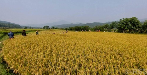 चार करोड मूल्य बराबरको धान खरिद