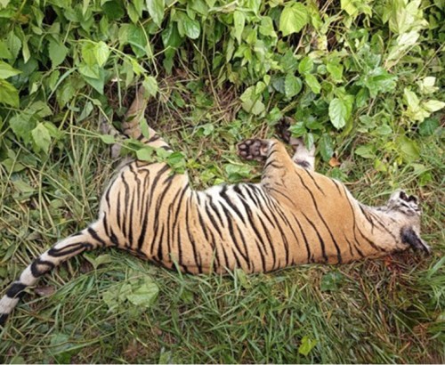 एक वर्षमा छ वटा पाटेबाघ मरे