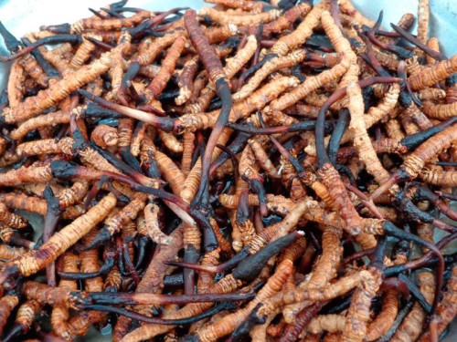 मुस्ताङका उच्चलेकमा यार्सागुम्बा संकलन