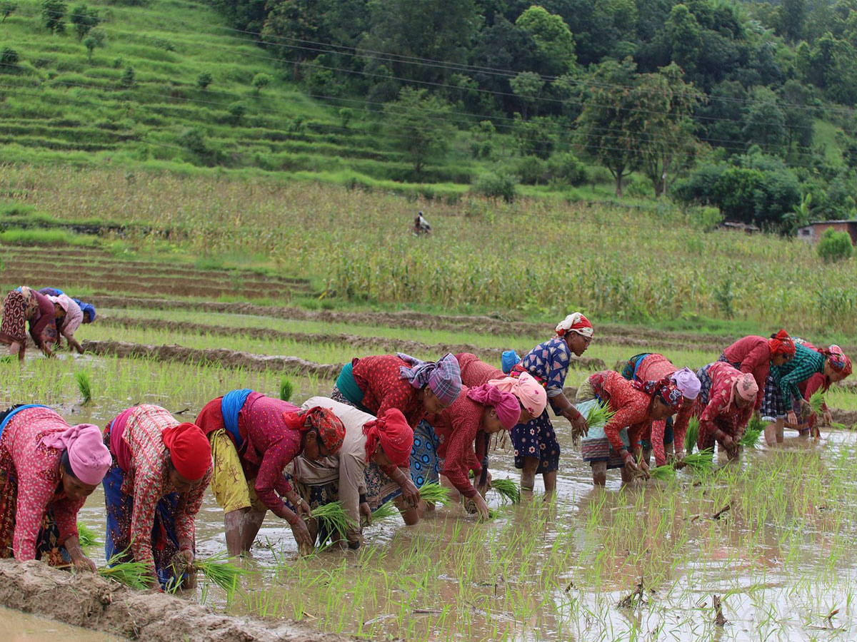 Ropai_Lamjung-1751283221.jpg