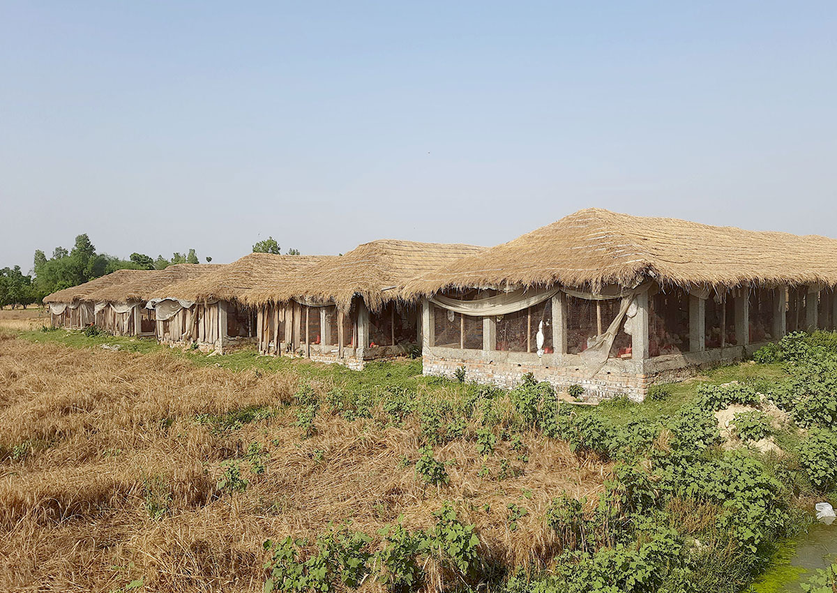 kukhura-HL-Birgunj-20250412_155917-1745143038.jpg