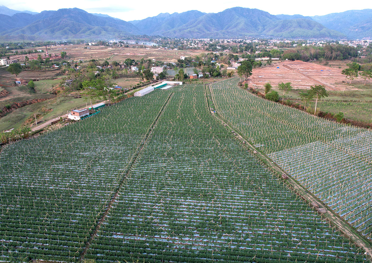 tomato-1745143044.jpg