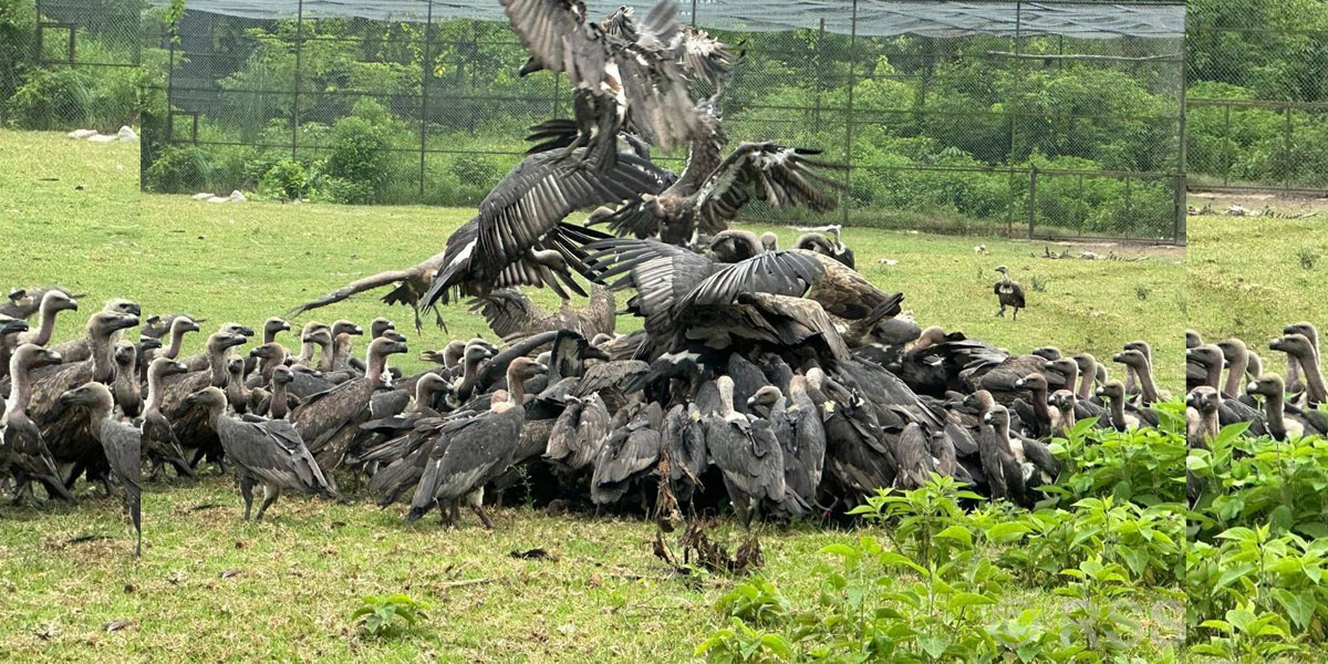 गिद्ध संरक्षणमा ऐतिहासिक सफलता
